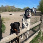 The best dogos! Photo by Jennifer Tung